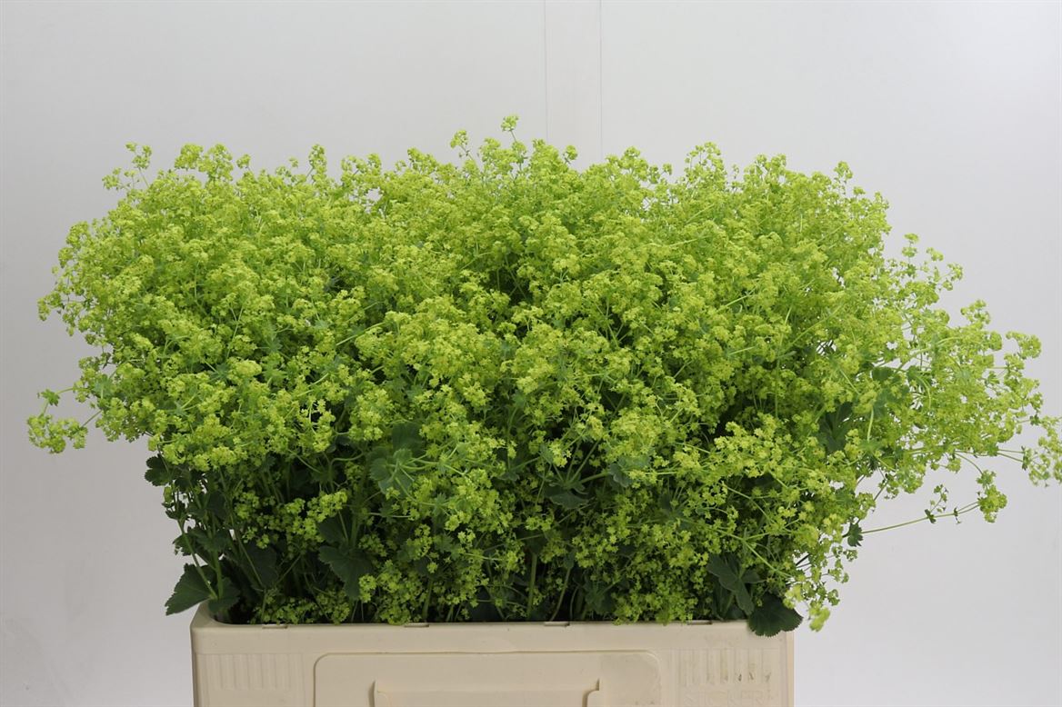 Alchemilla mollis ‘Robustica’ Green Foliage Stems – 55cm