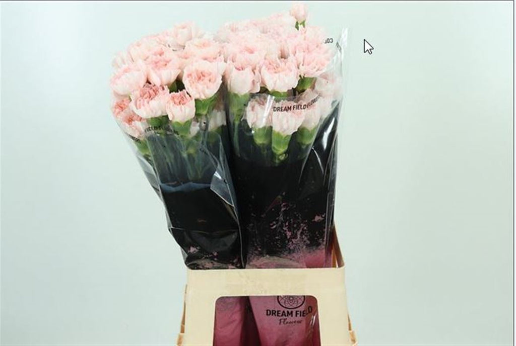 Carnation - Dianthus - Maruchi