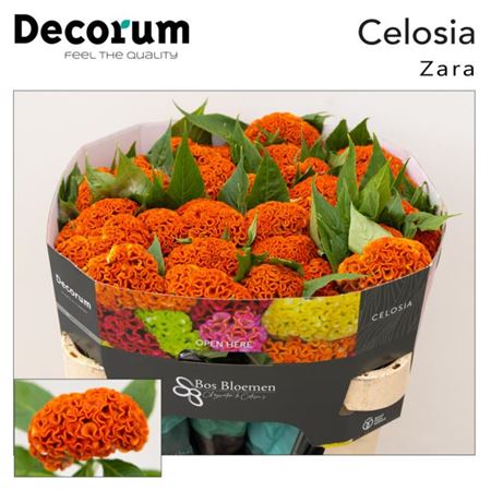 Orange Celosia ‘Act Zara’ Cut Flowers – 72cm Stems