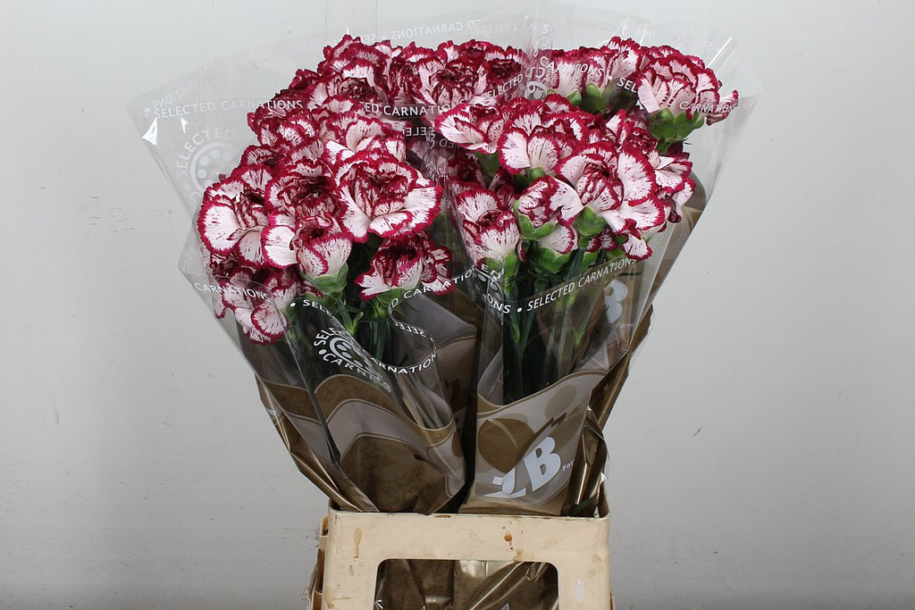 Carnation Standard Bacarat