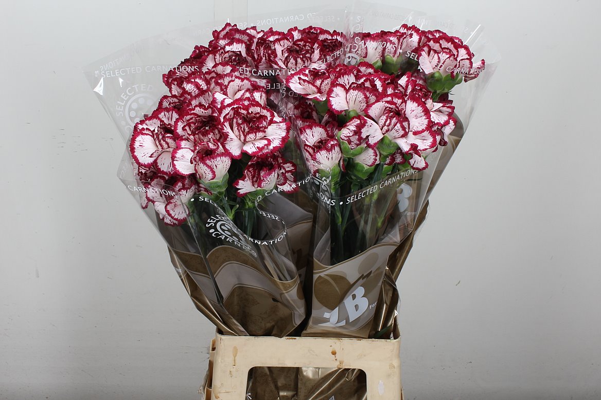 Carnation Standard Bacarat