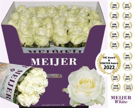 Rose - Rosa - Avalanche Meijer