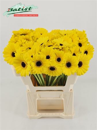 Germini Sunshine