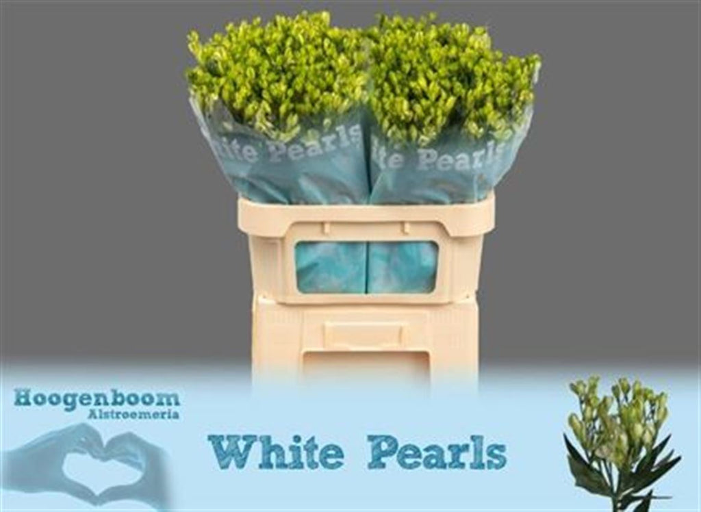 Alstroemeria White Pearls