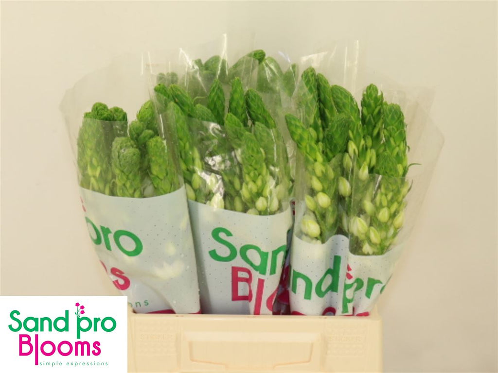 White Ornithogalum ‘Milky Way’ – 40cm Stems