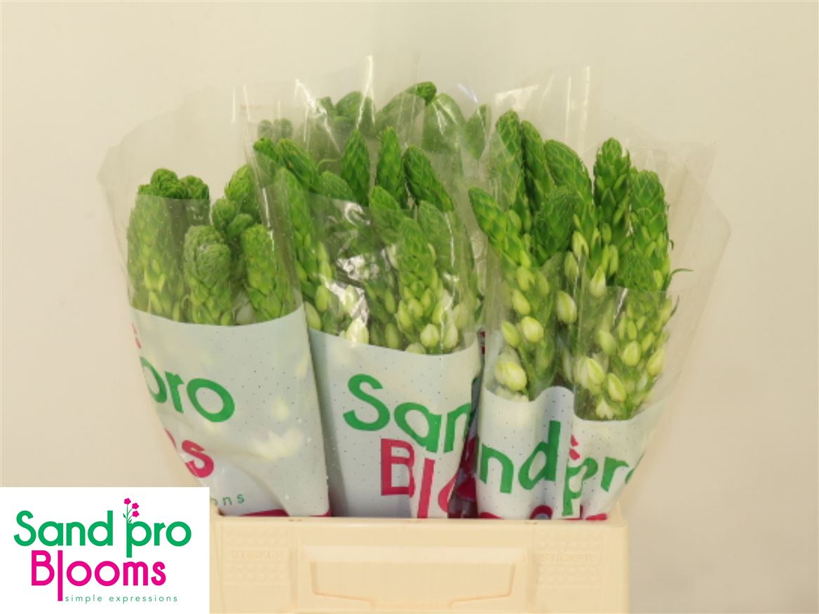 White Ornithogalum ‘Milky Way’ – 40cm Stems