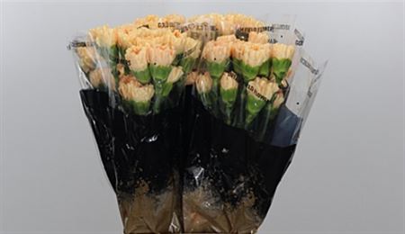 Carnation - Dianthus - Caroline Gold