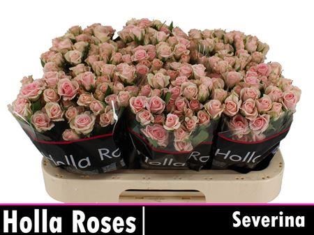 Spray Rose - Rosa - Severina