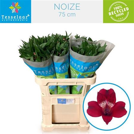 Alstroemeria Noize