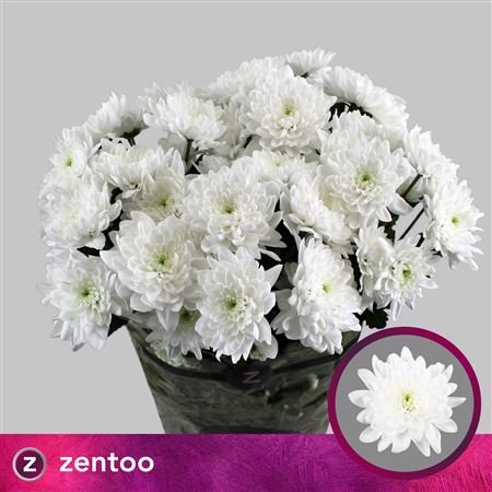 Spray Chrysanthemum - Chrysanthemum - Pina Colada