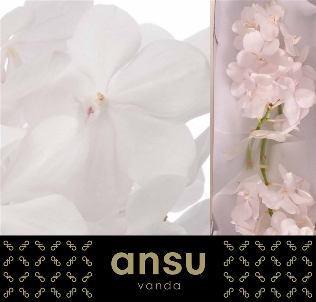 White Vanda Orchid ‘Diamond White’ – 20cm Stems