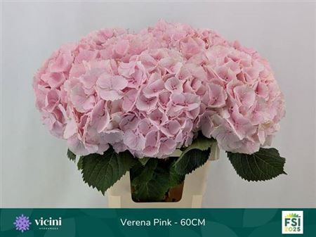 Hydrangea - Hydrangea - Verena