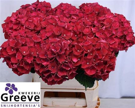 Hydrangea - Kolmaru - Magical Ruby Red