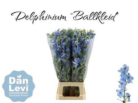 Blue Delphinium ‘Ballkleid’ – 70cm Stems