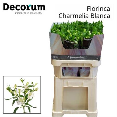 Alstroemeria Charmelia White
