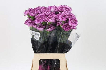 Carnation - Dianthus - Royal Damascus