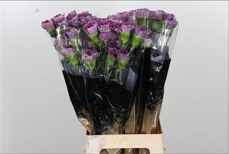 Carnation Standard Hypnosis