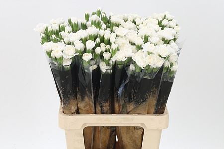 Carnation Spray Ibis