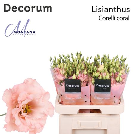 Lisianthus Corelli Coral