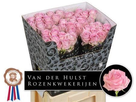 Rose - Rosa - Zaina