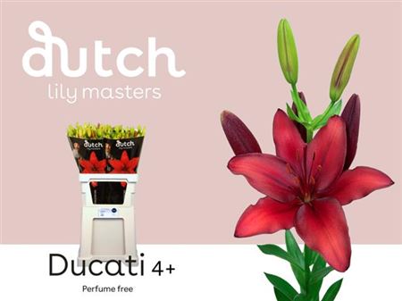 Lily - Lilium - Ducati
