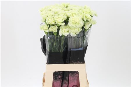 Carnation - Dianthus - Prado Mint
