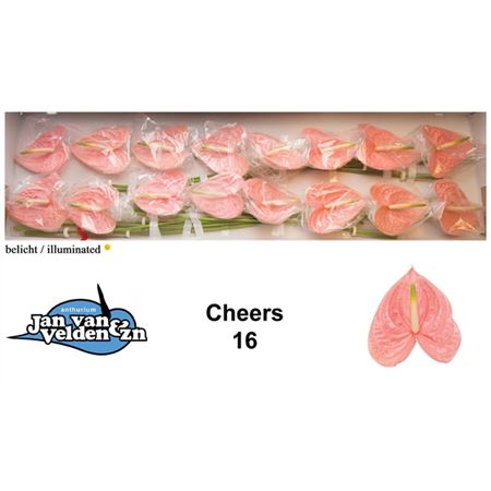 Pink Anthurium Antandra Cut Flowers – 55cm Stems