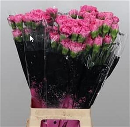 Carnation Standard Tonic Golem