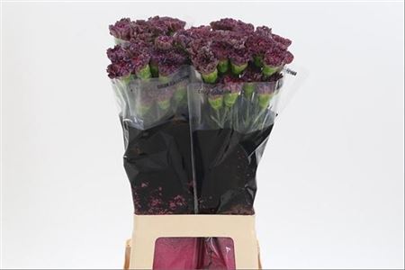 Standard Carnation - Dianthus - Copper Extasis