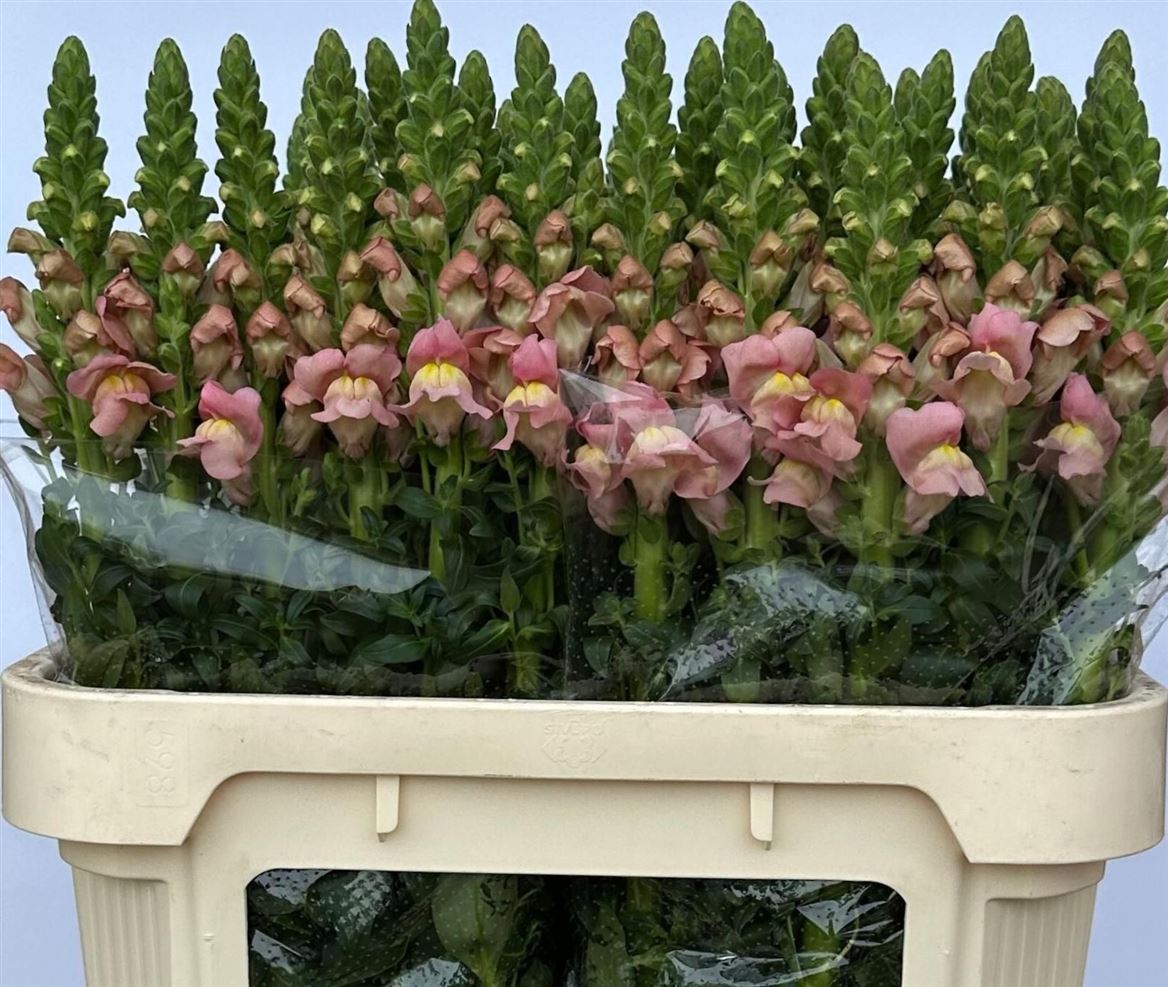Snapdragon Antibes Pink