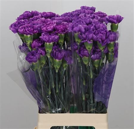 Standard Carnation - Dianthus - Florigene Moonlite