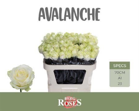 Rose - Rosa - Avalanche+