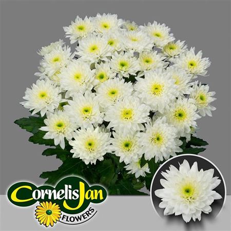 Spray Chrysanthemum - Chrysanthemum - Euro