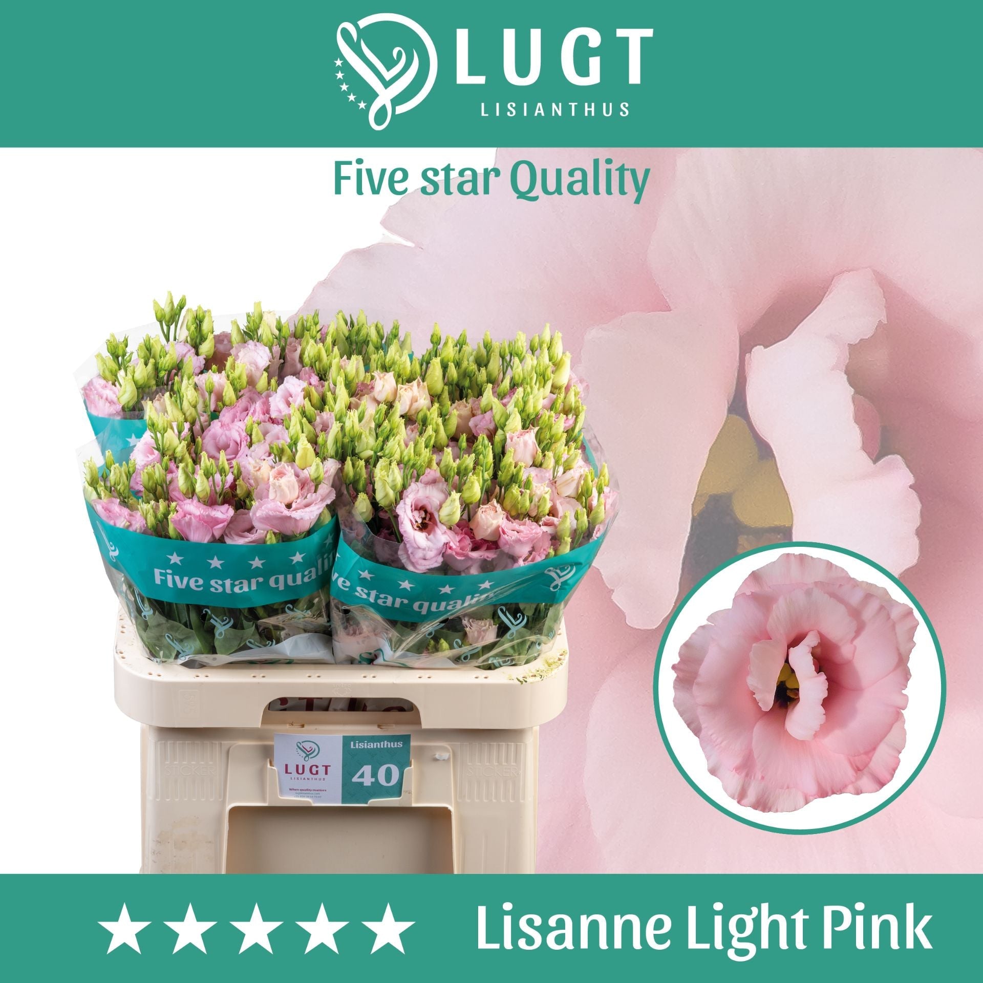 Lisianthus Lisanne Light Pink