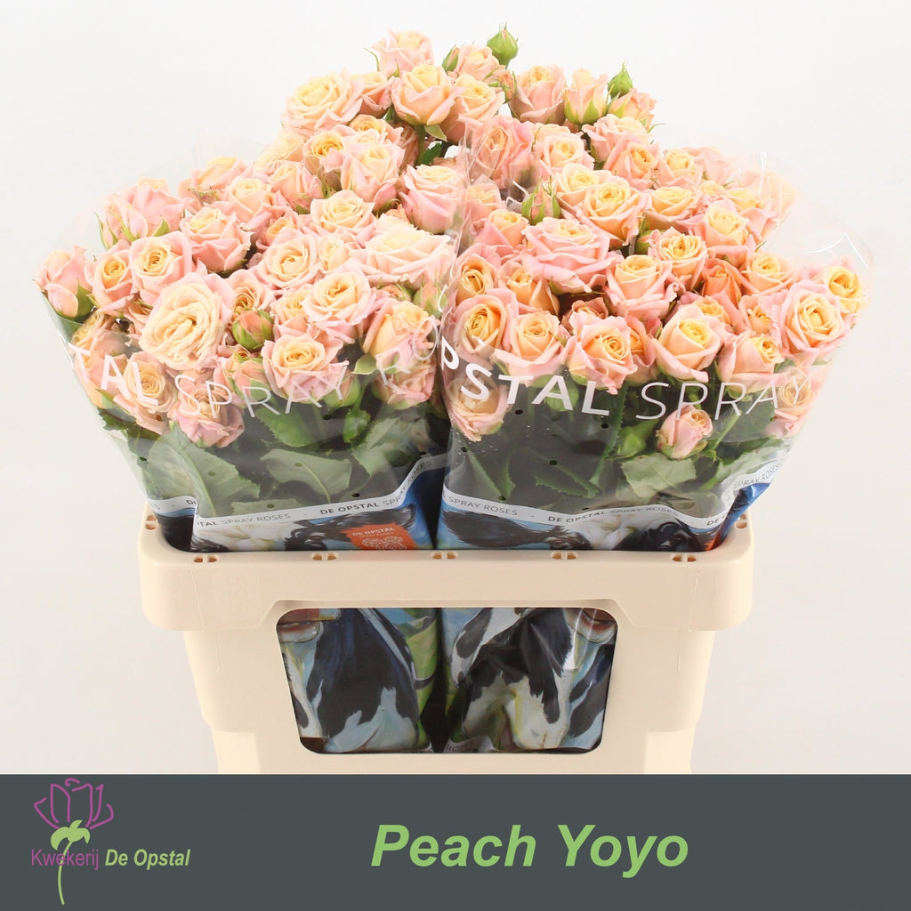 Spray Rose - Rosa - Peach Yo-Yo
