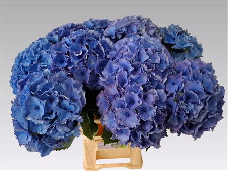 Hydrangea - Royal Parade