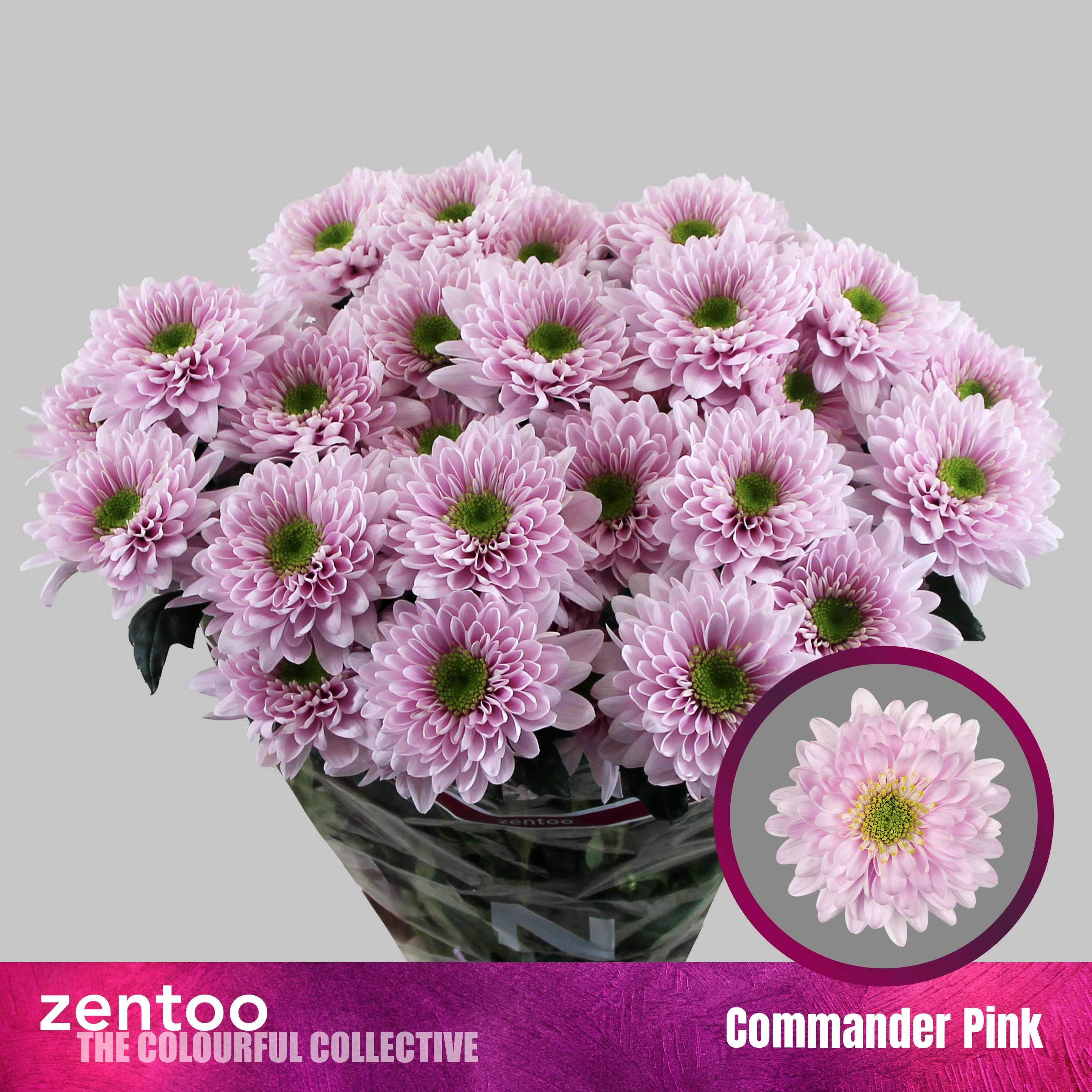 Spray Chrysanthemum - Chrysanthemum - Commander Pink