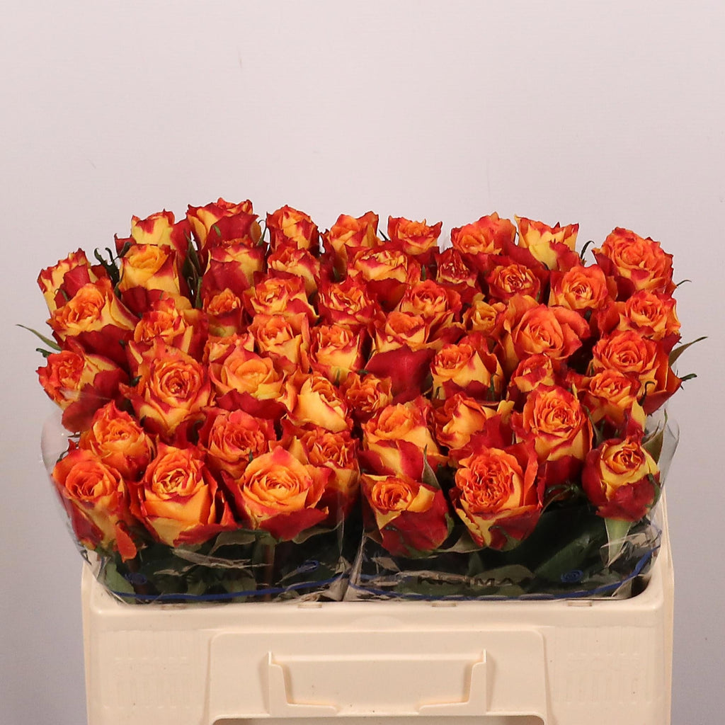 Rose - Silantoi