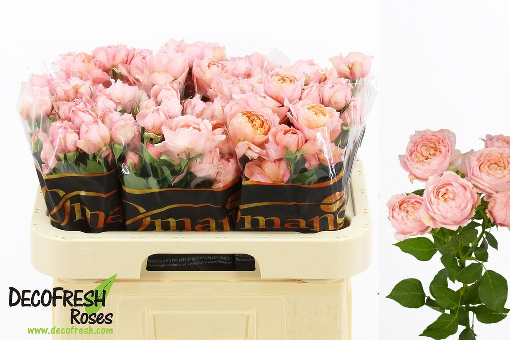 Spray Rose - Rosa - Julietta