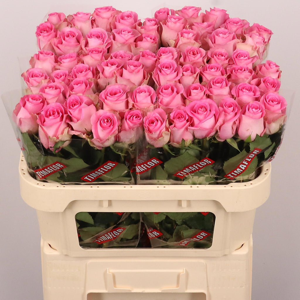 Rose Revival