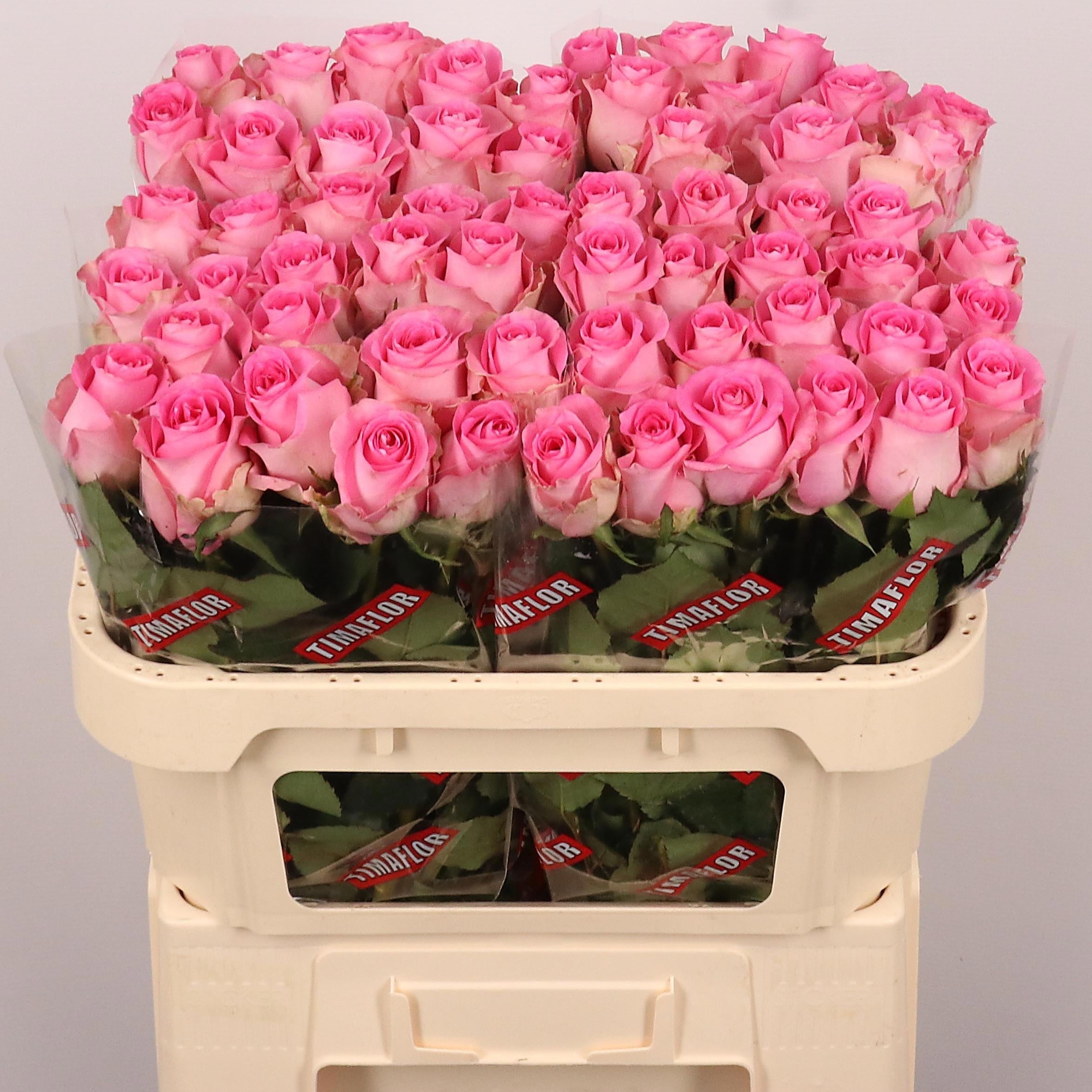 Rose Revival