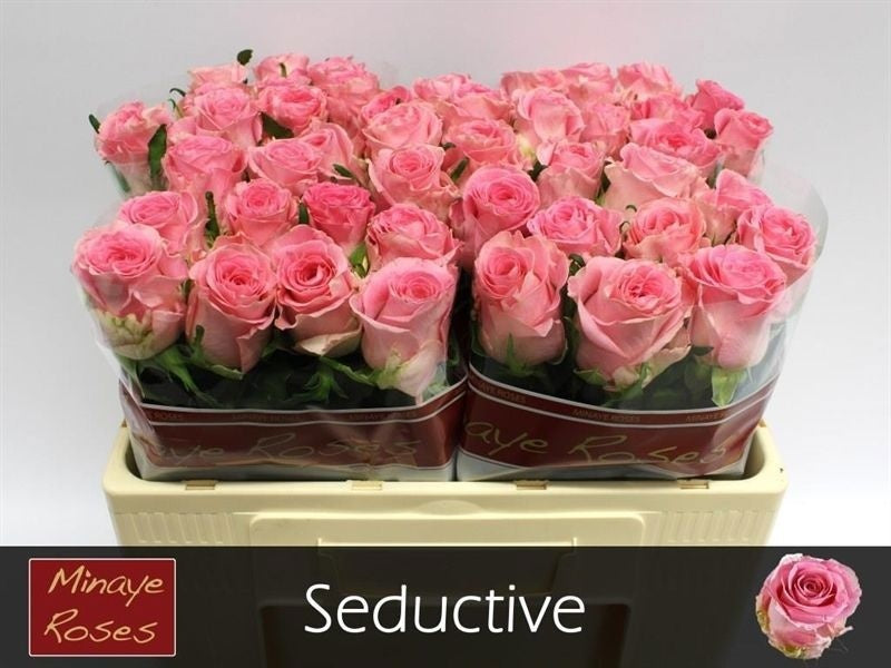 Rose - Rosa - Seductive