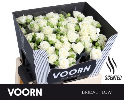 Spray Rose - Rosa - Bridal Flow