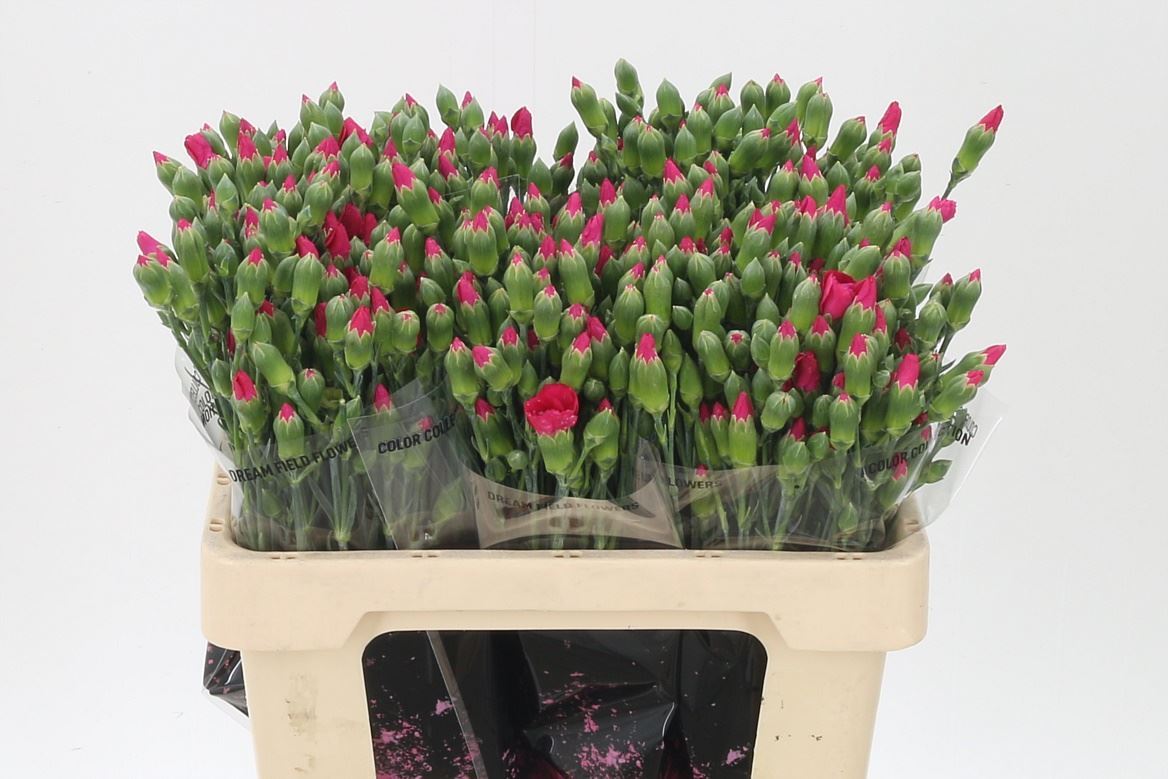 Carnation Spray Imre