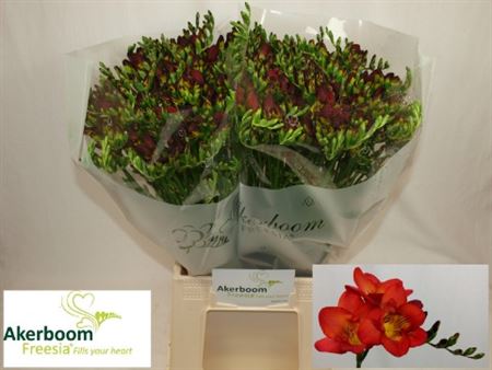 Freesia - Freesia - Fireball
