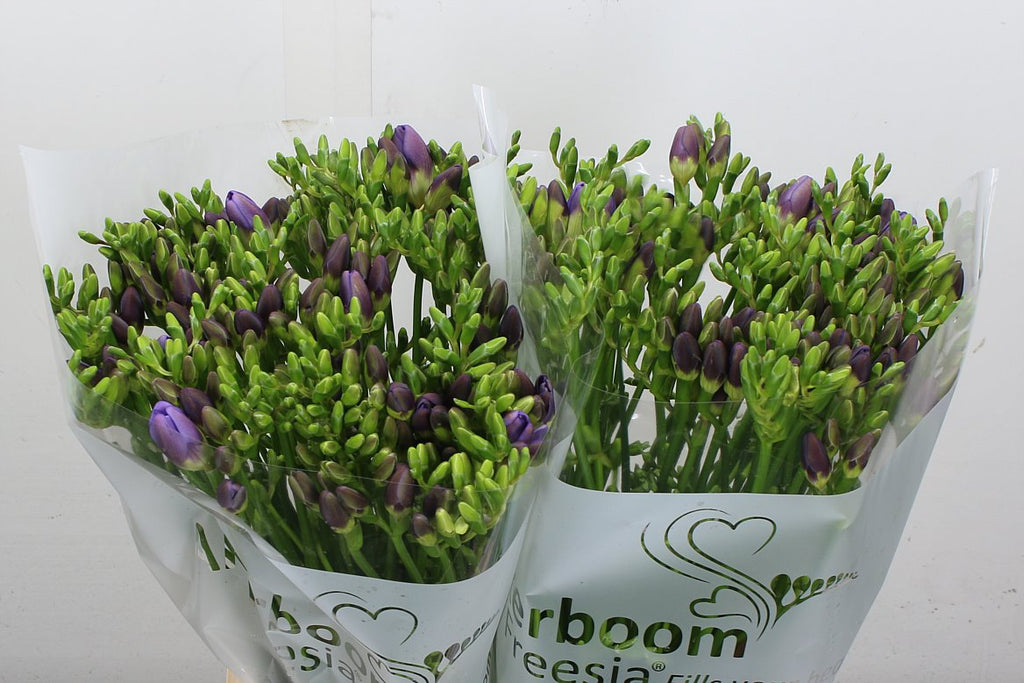 Freesia - Freesia - Single Flowered