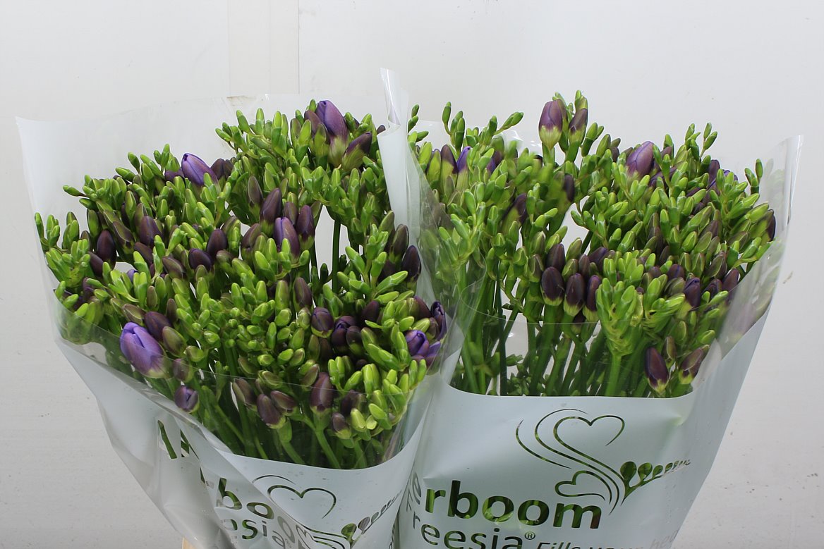 Freesia - Freesia - Single Flowered
