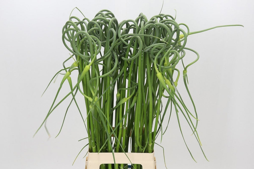 Allium Green Cut Stems – Approx. 80cm