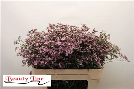 Pink Limonium Cut Flowers – 70cm Stems