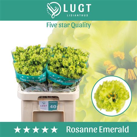 Rosanne Emerald Green Eustoma Cut Flowers – 70cm